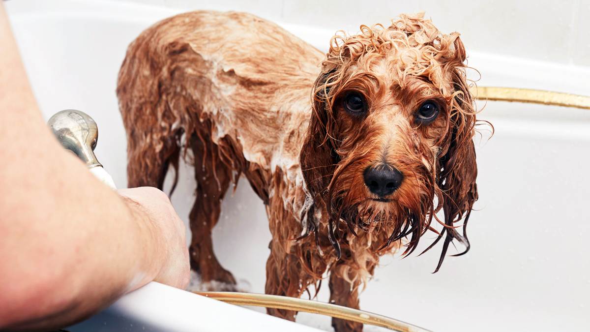 Как помочь собаке в жару: что делать, как помочь питомцу если в квартире нет кондиционера, способы охлаждения животного если нет прохладного места