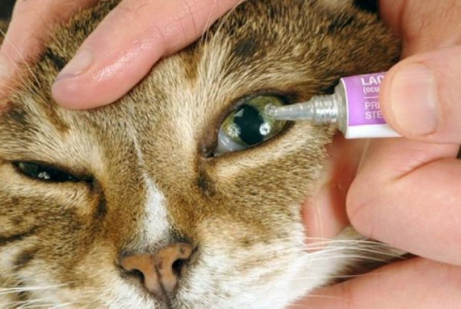 У котёнка гноятся глаза: чем лечить? гноящиеся глаза котёнка лечить можно народными средствами или медикаментами