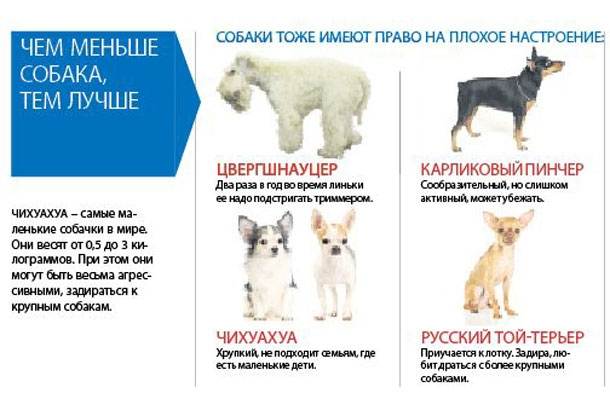 ᐉ уход за новорожденными щенками – первые две недели - ➡ motildazoo.ru