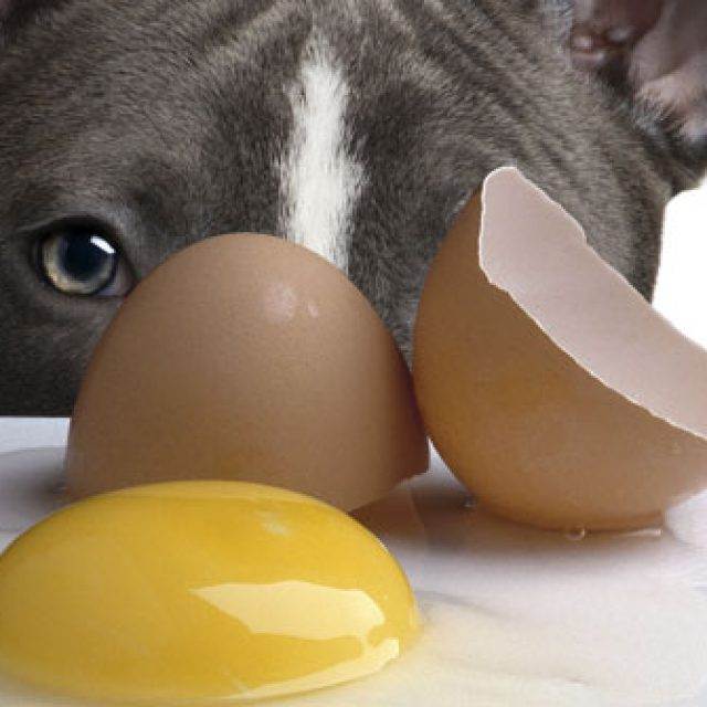 Разрешается ли дать собаке вареное или сырое яйцо, а также скорлупу