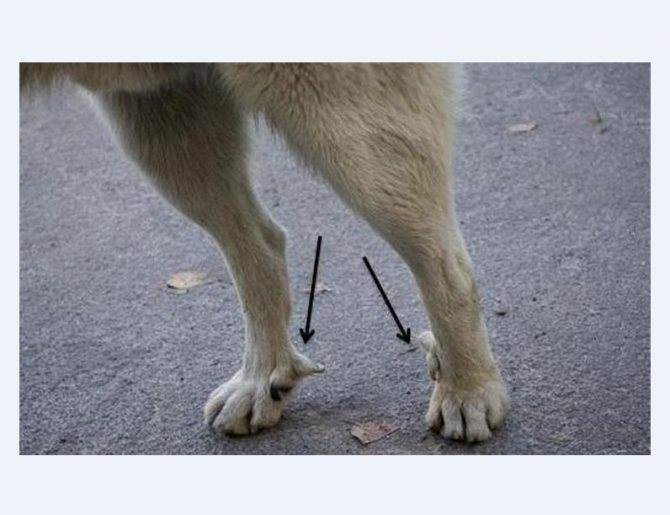 Какой длины должны быть когти у собак — сайт эксперта по животным — howmeow