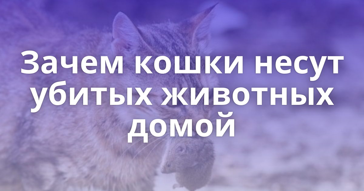 Почему кот охраняет меня?
