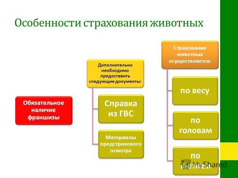 Страхование животных в россии. правила страхования животных сельскохозяйственных и домашних :: businessman.ru