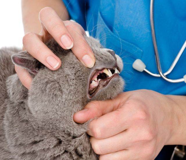 Стоматит у кошек: симптомы на фото и лечение болезниветлечебница рос-вет