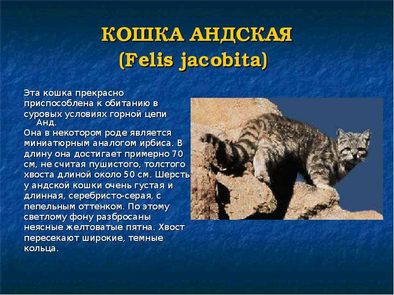 Особенности и повадки анатолийской короткошёрстной кошки