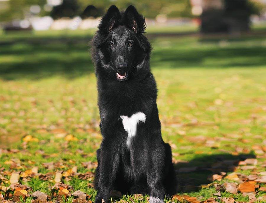 Топ 10 пород собак с черной шерстью — названия, фото и характеристика