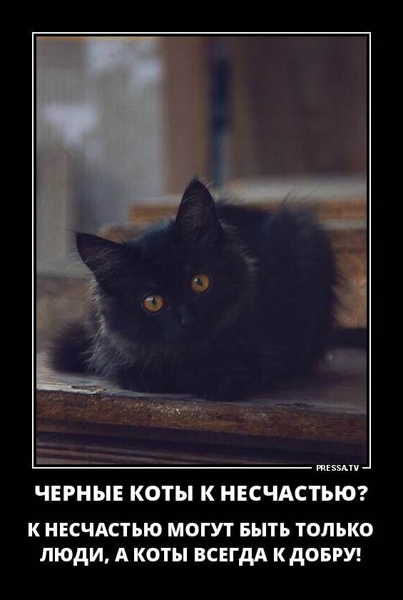 Черная кошка в доме – хорошо это или плохо, стоит ли заводить, что она приносит: приметы и суеверия