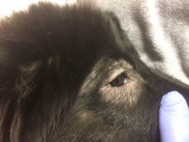 Демодекоз у собак – фото, лечение, симптомы. обзор акарицидных и восстанавливающих препаратов