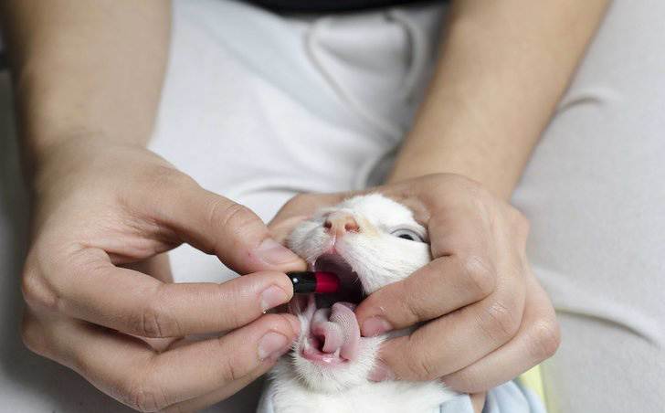 Как скормить коту лекарство