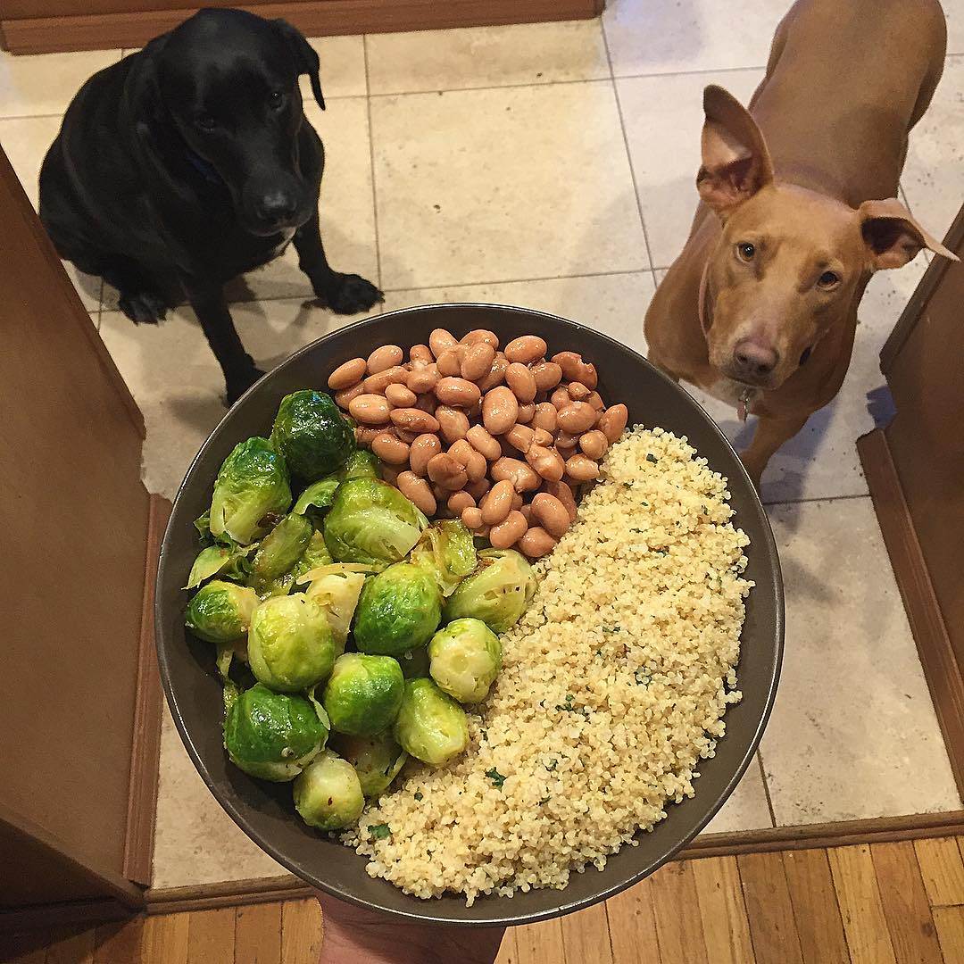 Чем кормить собаку в домашних условиях