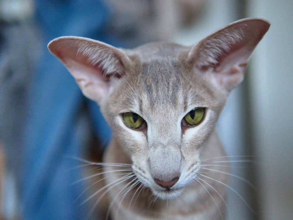 Ориентальная кошка: фото, характер, описание породы, уход и содержание кошки ориентальной породы