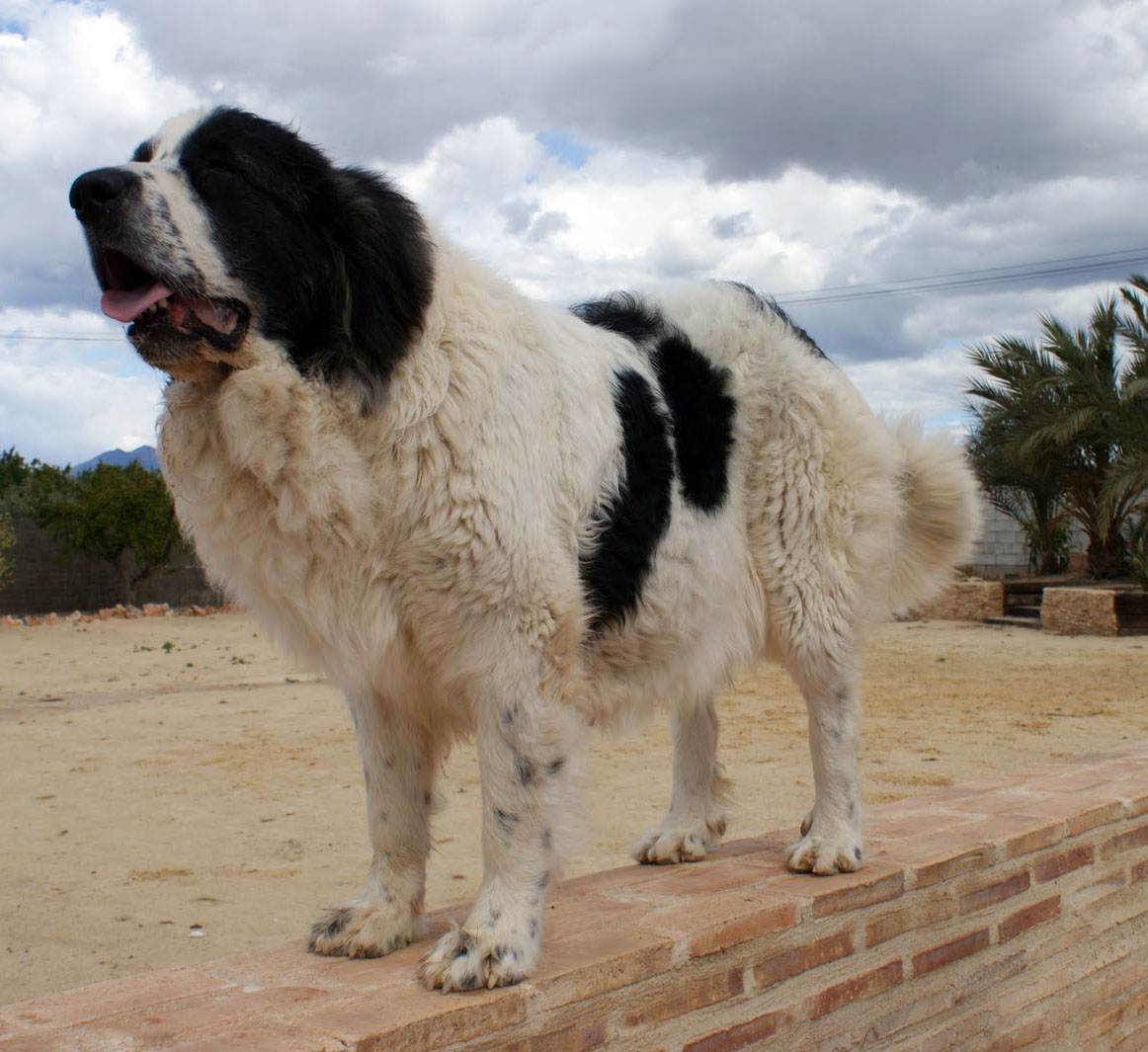 Пиренейский мастиф: характеристики породы собаки, фото, характер, правила ухода и содержания