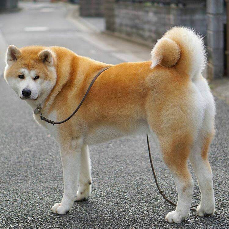 Японские породы собак маленьких размеров