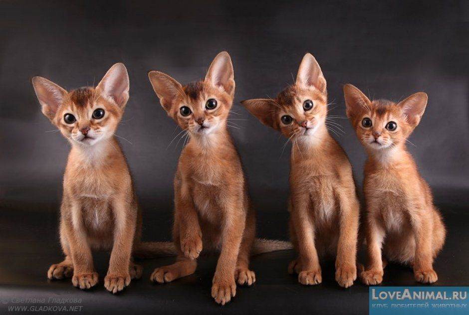 Самые ласковые породы кошек. топ 13 пород(фото и описание)
