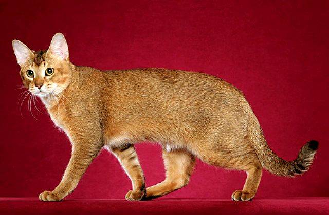 Чаузи: описание породы, характер и повадки кошки хауси, фото, выбор котенка, отзывы владельцев кота