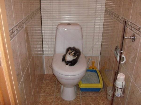 Кот не ходит в туалет