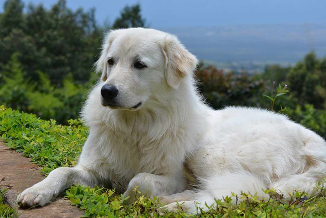 Порода собак маремма (60 фото): итальянская, абруццкая овчарка, щенки мареммо, описание, видео
