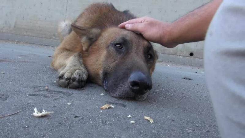 ᐉ как помочь щенку или научить его не плакать, когда он взаперти или на улице - ➡ motildazoo.ru