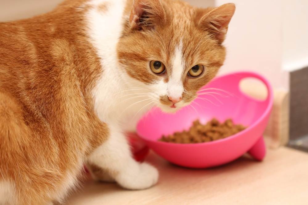 Чем кормить домашнего кастрированного кота? | дети фауны