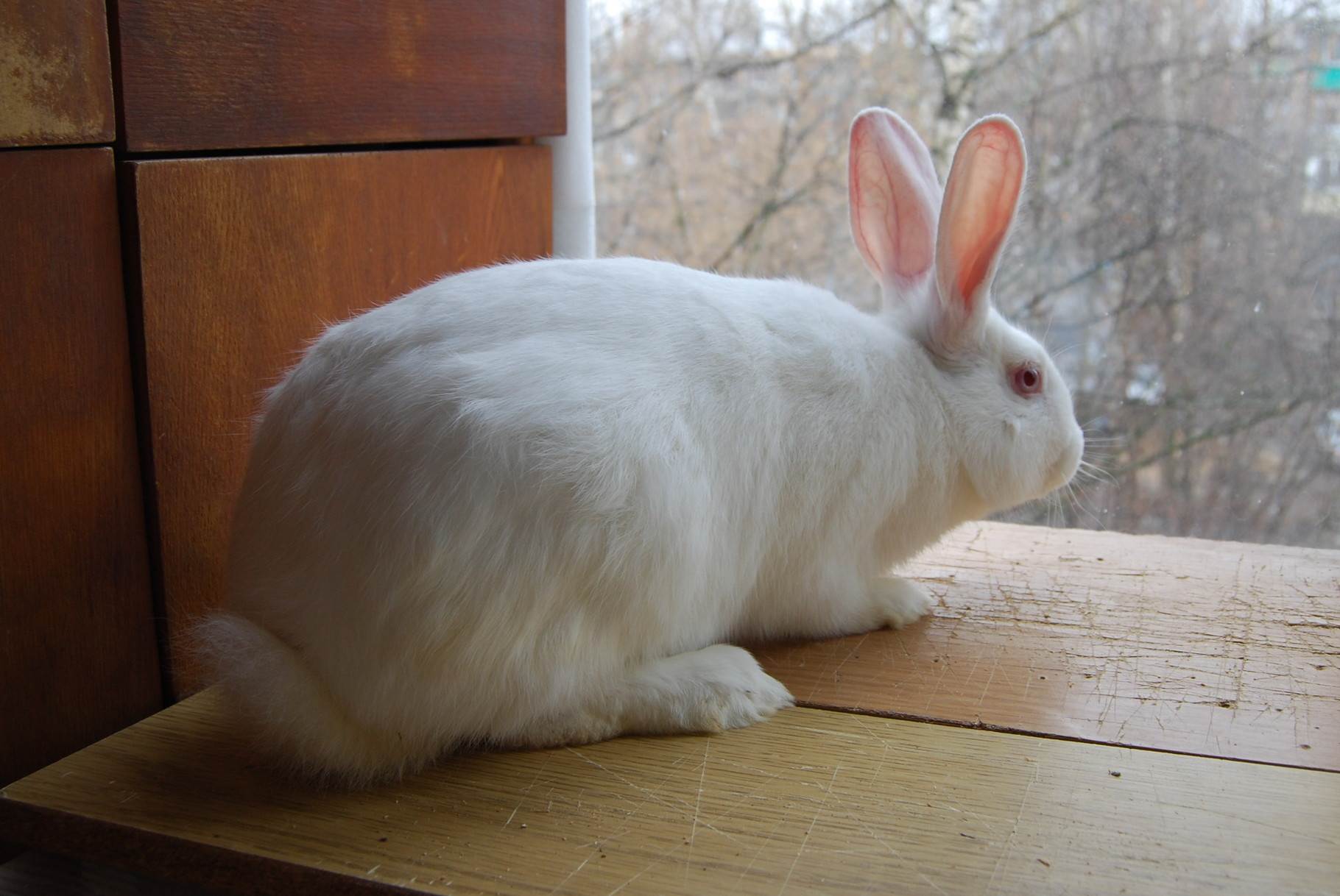 Кролик великан — основные породы, разведение, выращивание, кормление, клетки