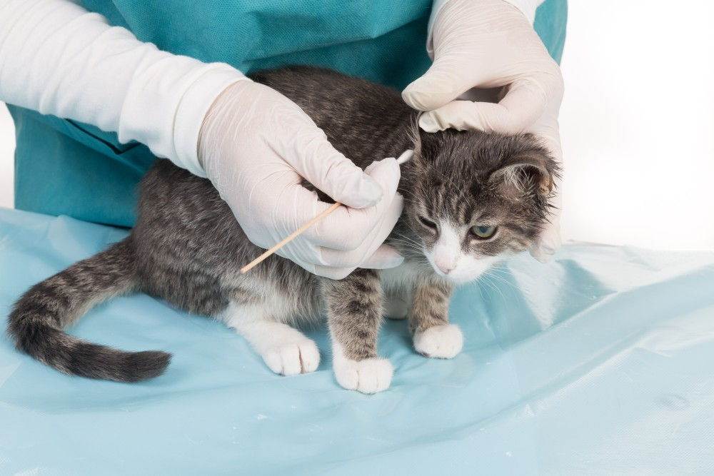 Ушной клещ у кошки: как распознать симптомы и быстро вылечить питомца