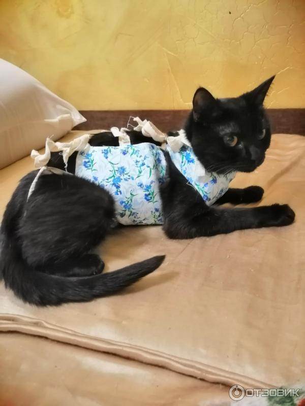 Бандаж для  защиты швов после операции кошкам и котам +видео