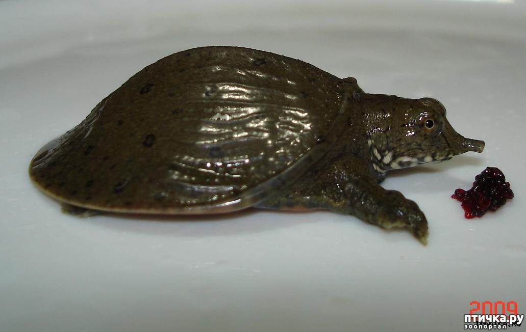 Дальневосточная черепаха или китайский трионикс