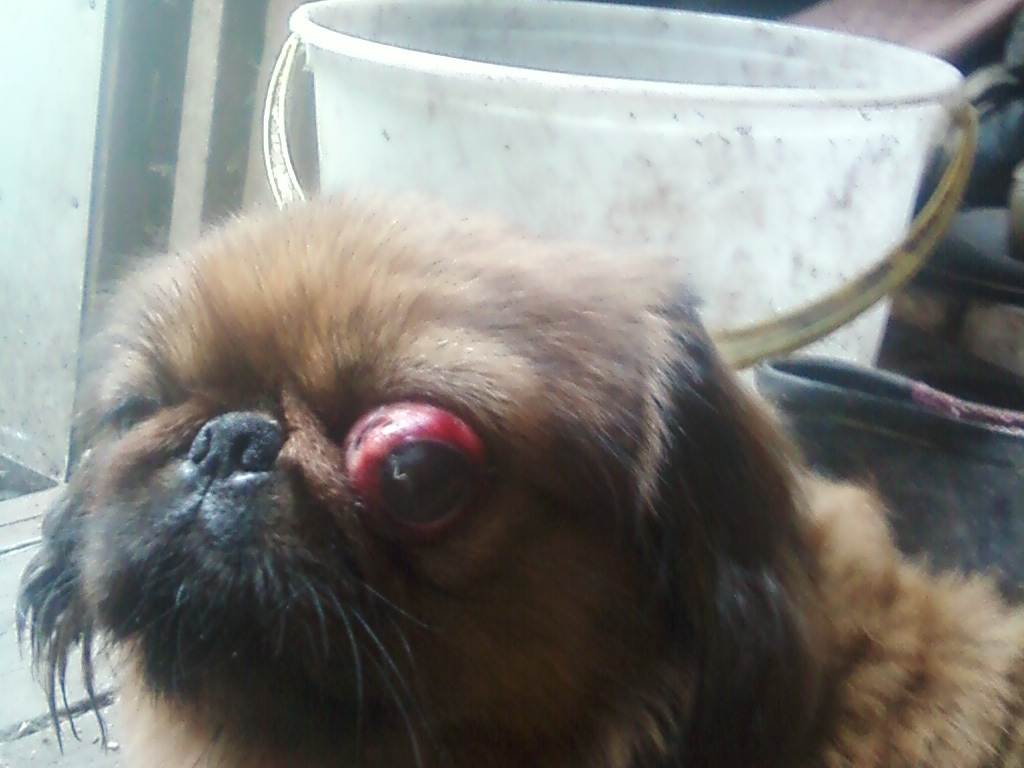 7 пород собак с выпученными глазами - причины, лечение