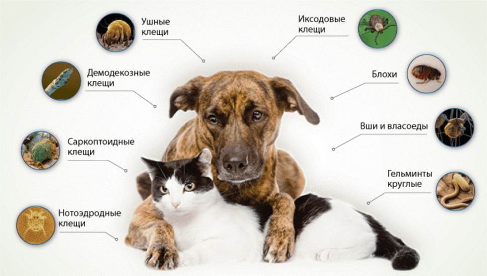 Власоеды у собак: симптомы и лечение, фото :: syl.ru