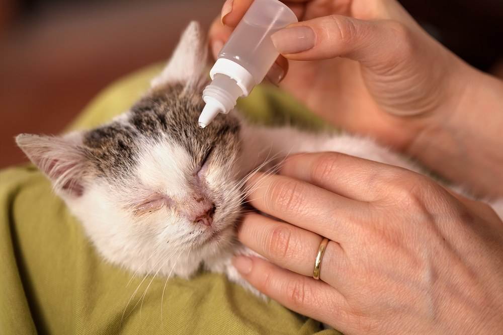 У кошки слезятся глаза: причины, что делать, профилактика и правильный осмотр животного