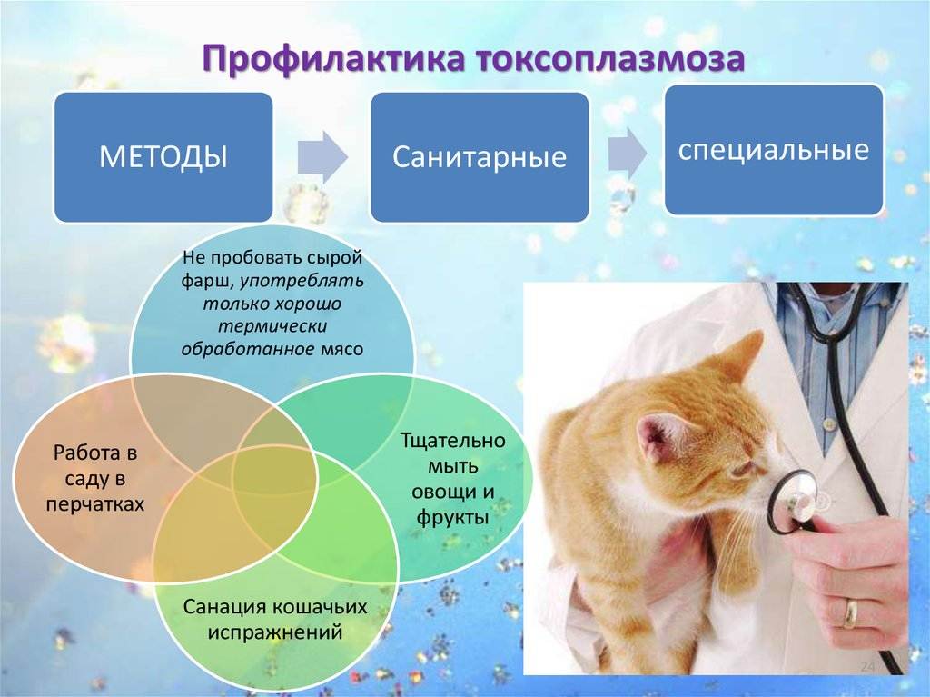 Токсоплазмоз у кошек и человека