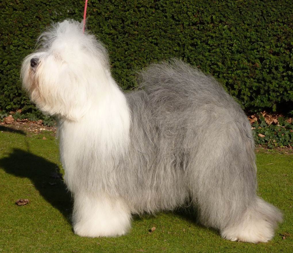 Порода собак бобтейл: фото староанглийской овчарки, описание и история породы