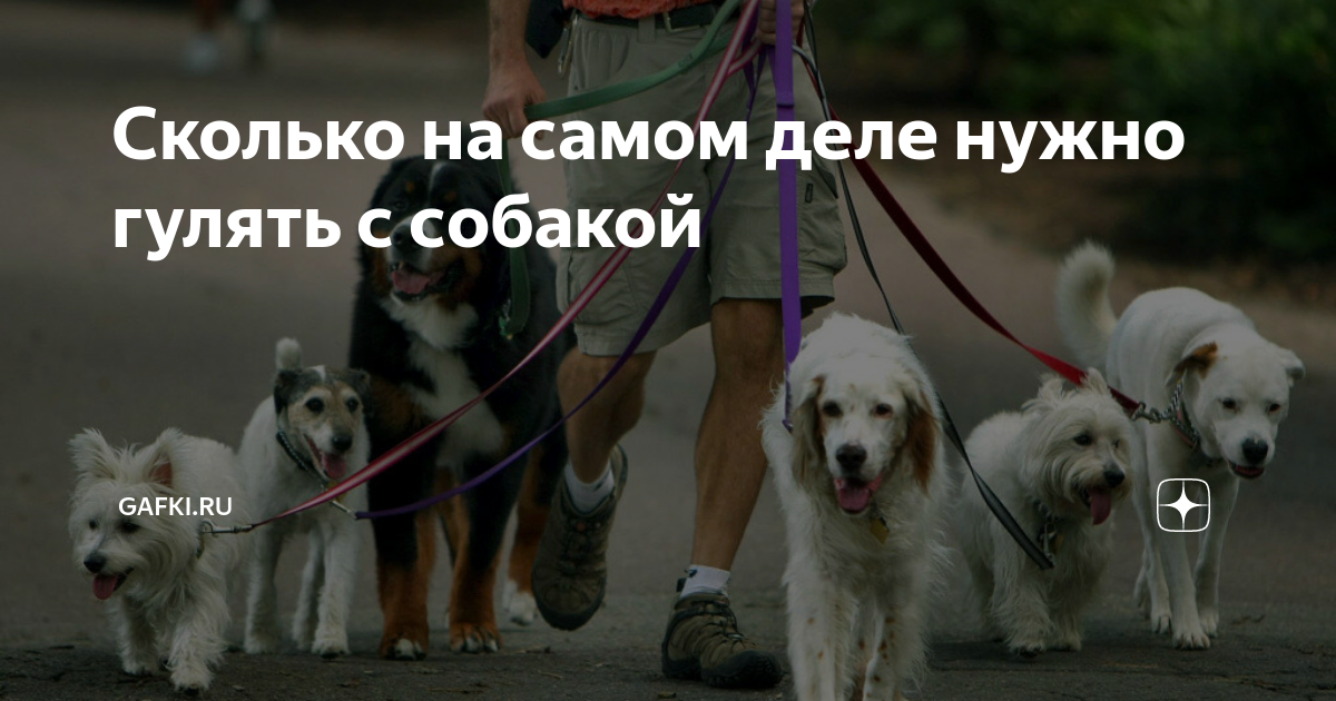 Прогулка с собакой — польза для здоровья. лохматый друг избавит от депрессии.