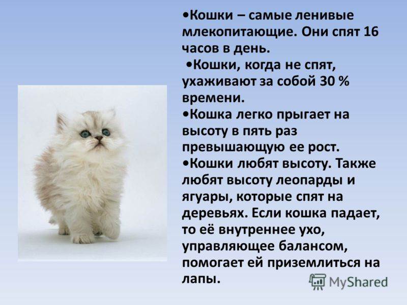 Гималайские кошки: фото, описание породы, характер, особенности содержания и ухода :: syl.ru