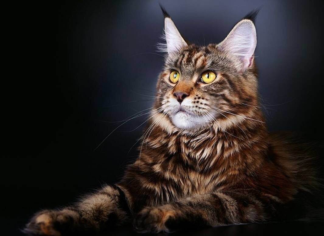 Примеры пород метисов кошки: смесь финкса и обычной, британской и другие примеры