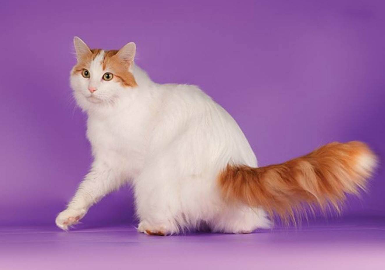 Турецкий ван (ванская кошка) — подробный обзор породы с фото и видео. описание внешности, характера, и всех особенностей породы + отзывы и рекомендации ухода за шерстью