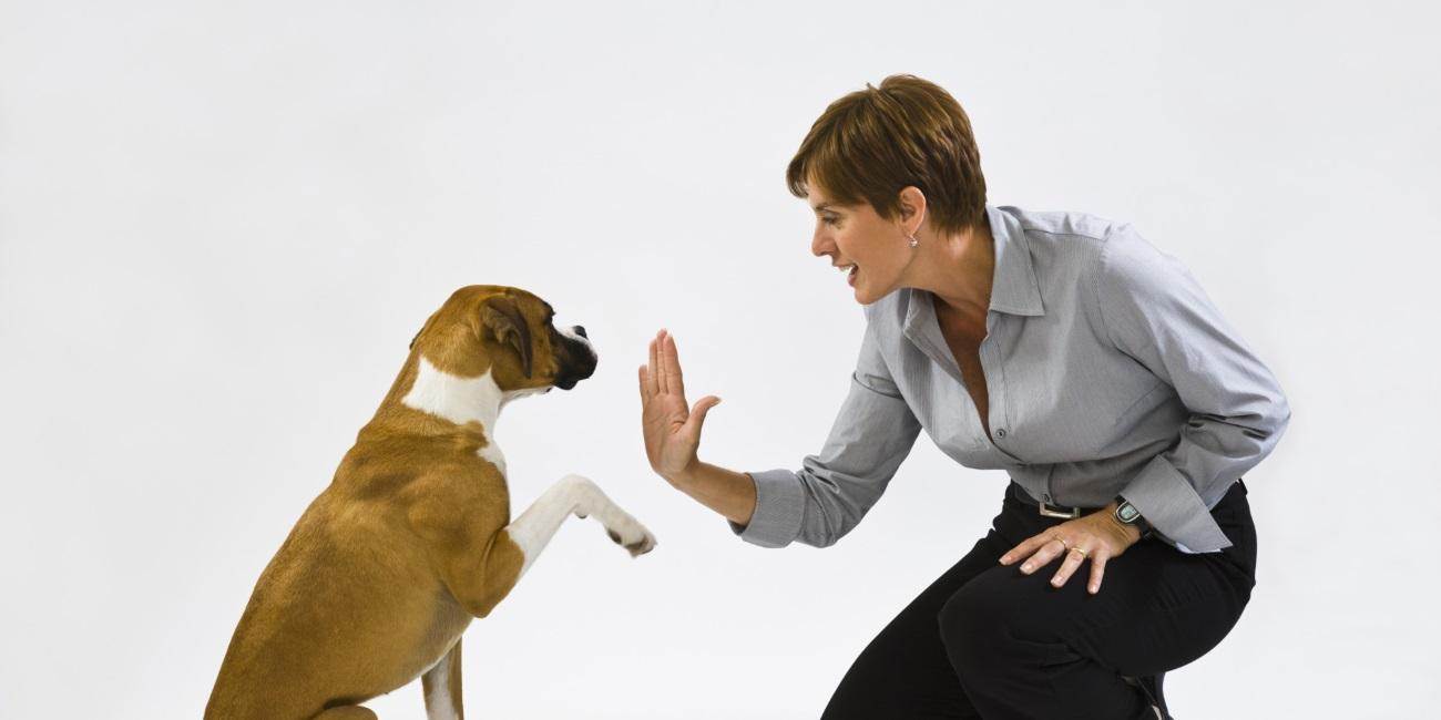 Как отучить собаку, щенка прыгать на хозяина, на знакомых ей людей: советы кинолога