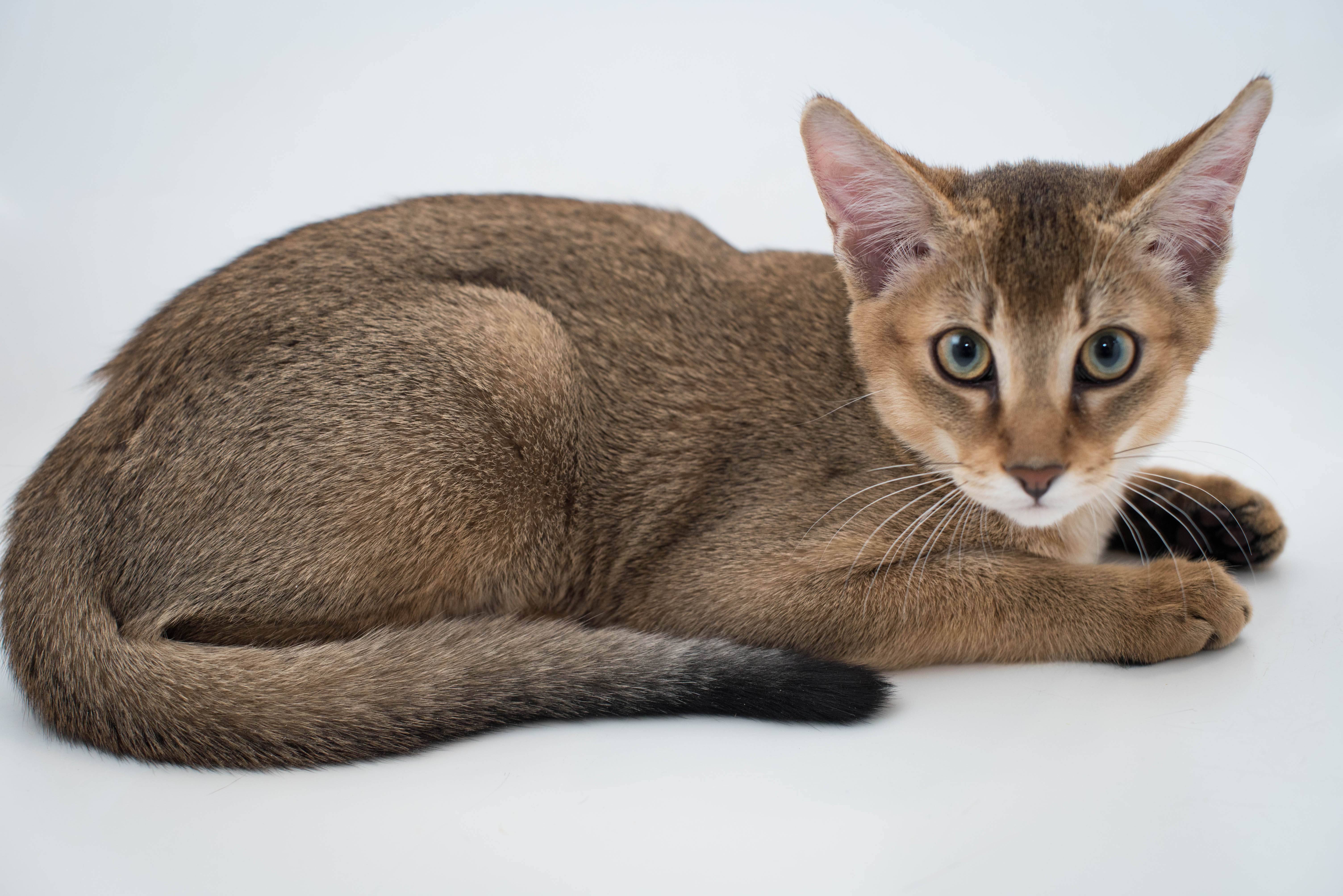 Чаузи: история порорды, внешность, характер и условия содержания кошки
