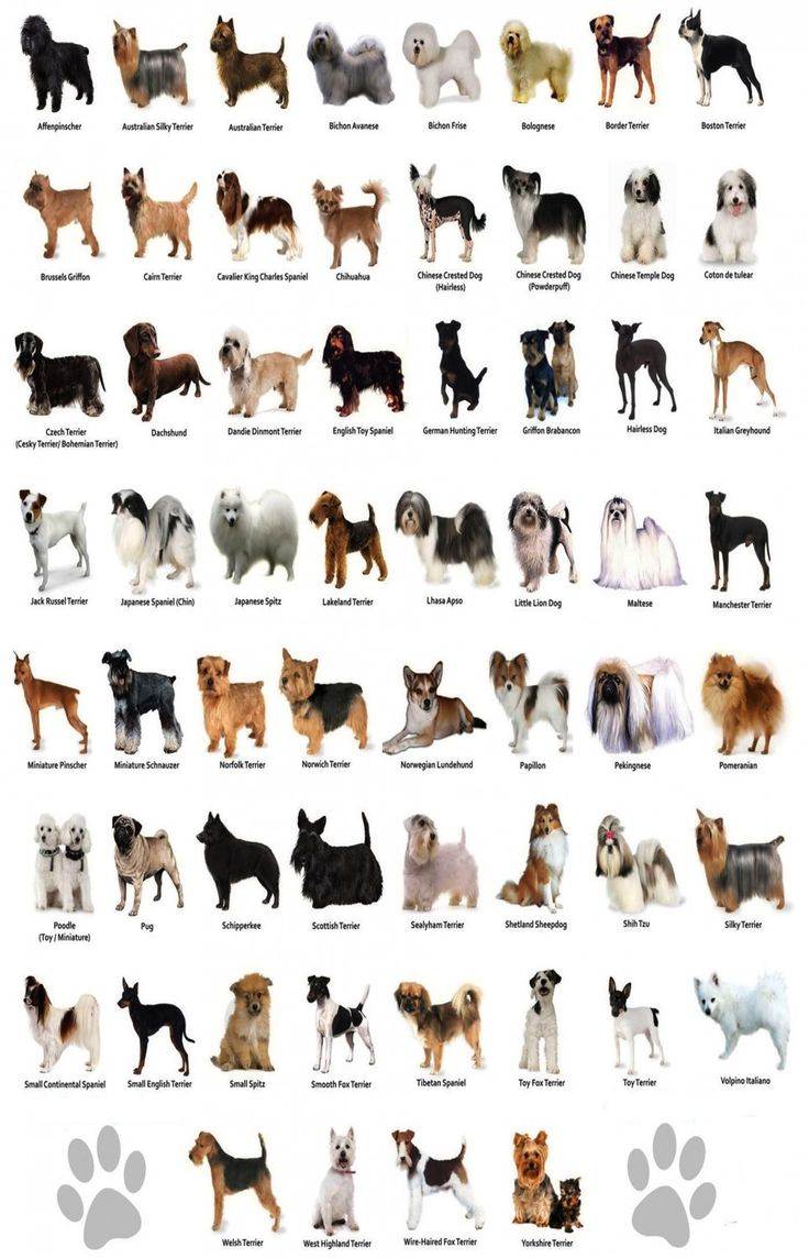 Определение породы собаки по внешнем виду: как узнать породистая или нет по описанию