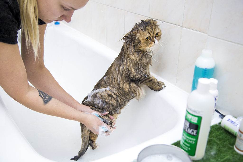 Как правильно мыть кота, как часто (сколько раз) можно и нужно купать кошку, как приучить к воде, если боится