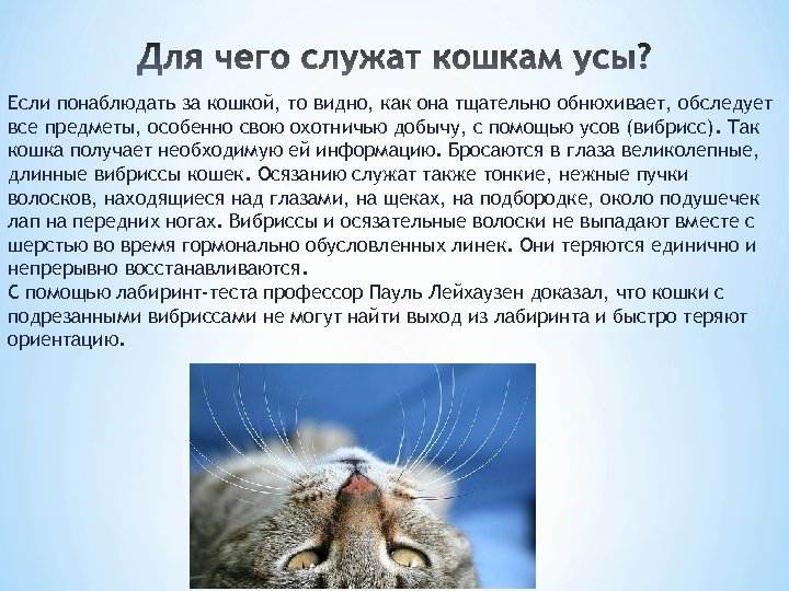 ᐉ зачем кошке усы? - ➡ motildazoo.ru