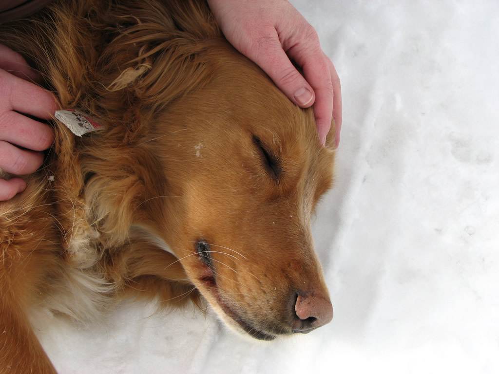Как лечить ожоги и обморожения у собак