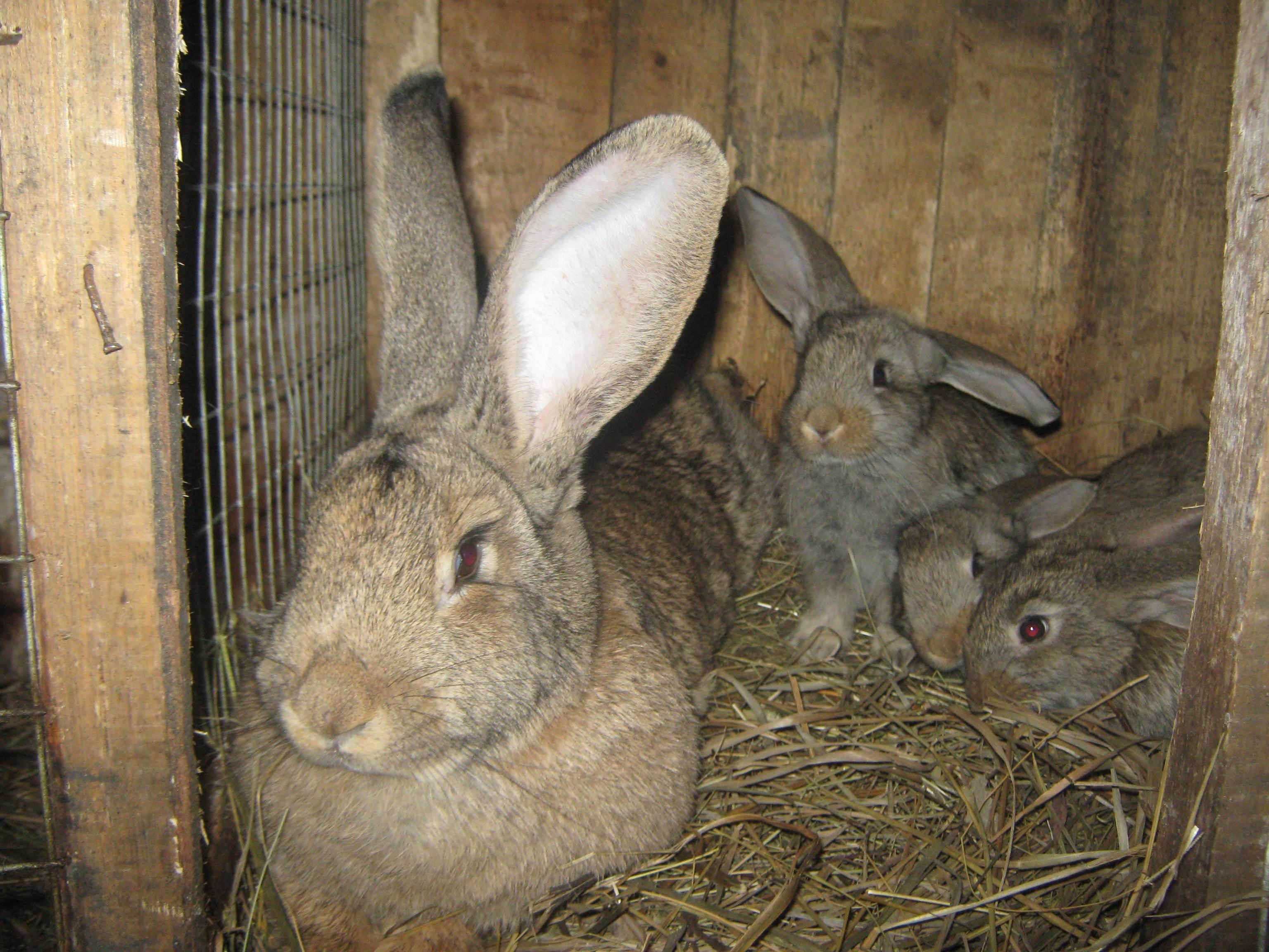 Кролики великаны: породы, особенности содержания и разведения, покупка и кормление