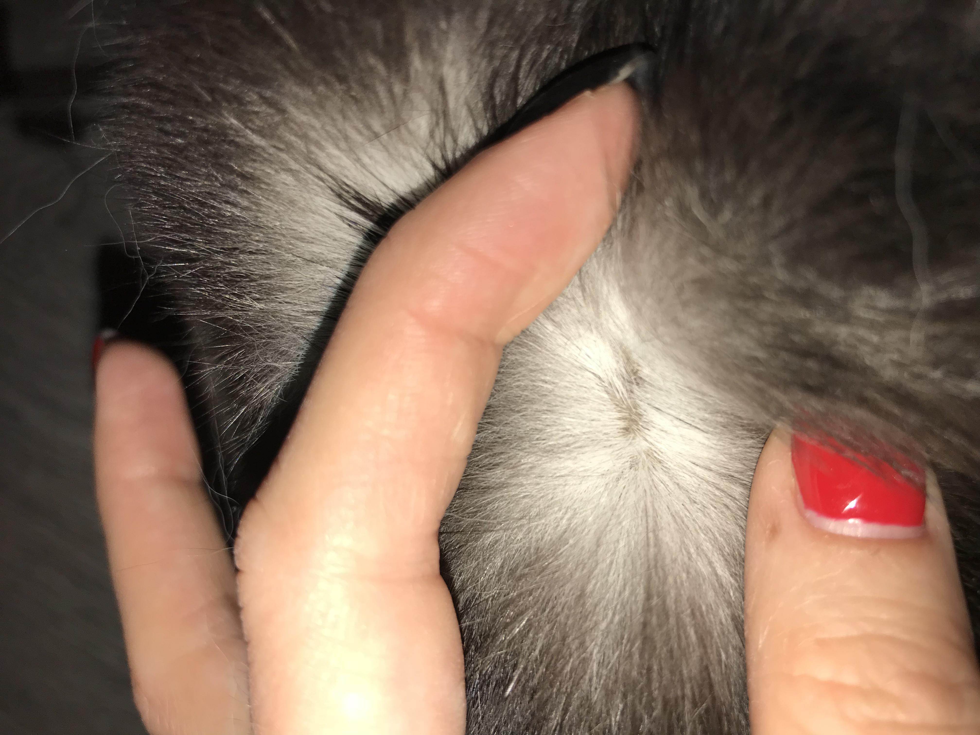 Болячки у кошек: причины и лечение