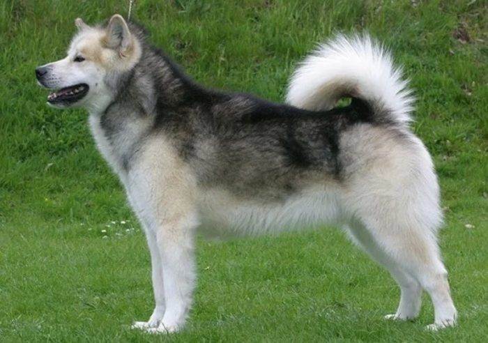 Гренландская собака: фото, описание породы, характер | все о собаках