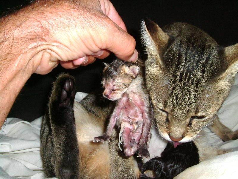 Сколько котят кошка может родить в первый раз и за всю жизнь, от чего зависит количество малышей в помете?