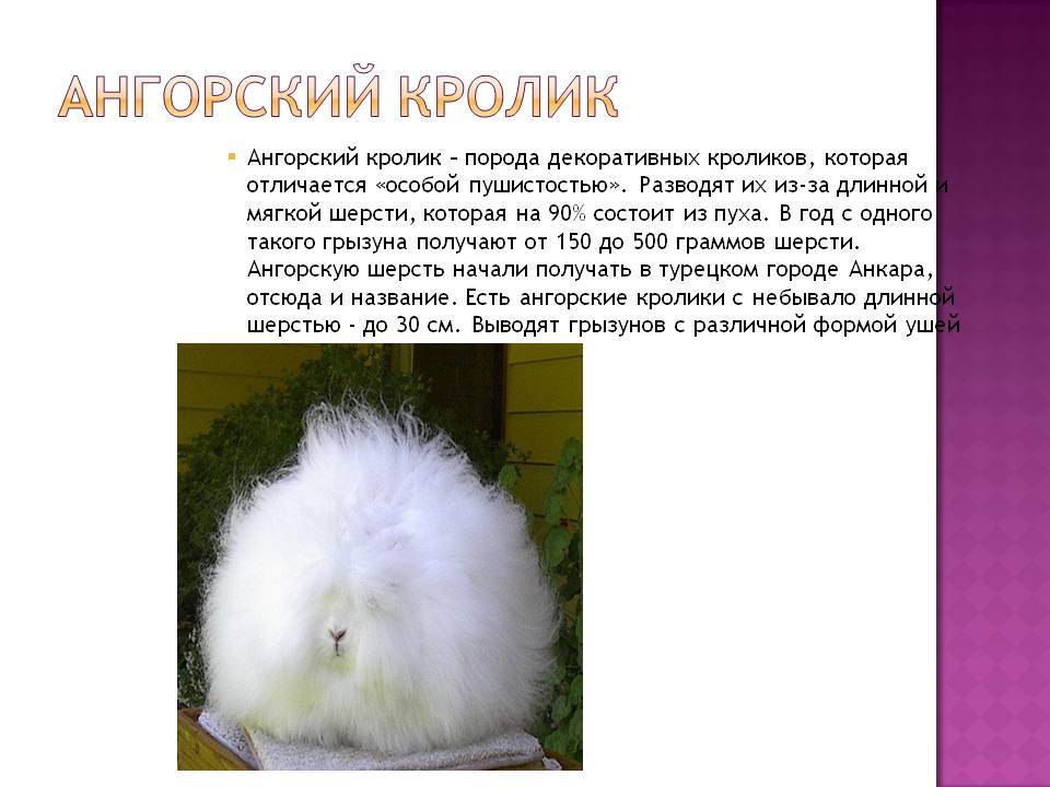 Ангорский кролик - история происхождения, описание, разведение, уход, кормление, плюсы и минусы
