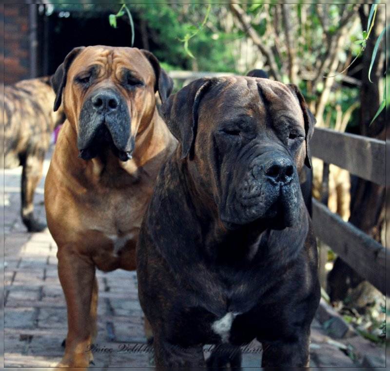 Большие гладкошерстные собаки – 28 пород