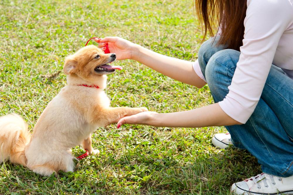 Как научить собаку давать лапу – советы и рекомендации