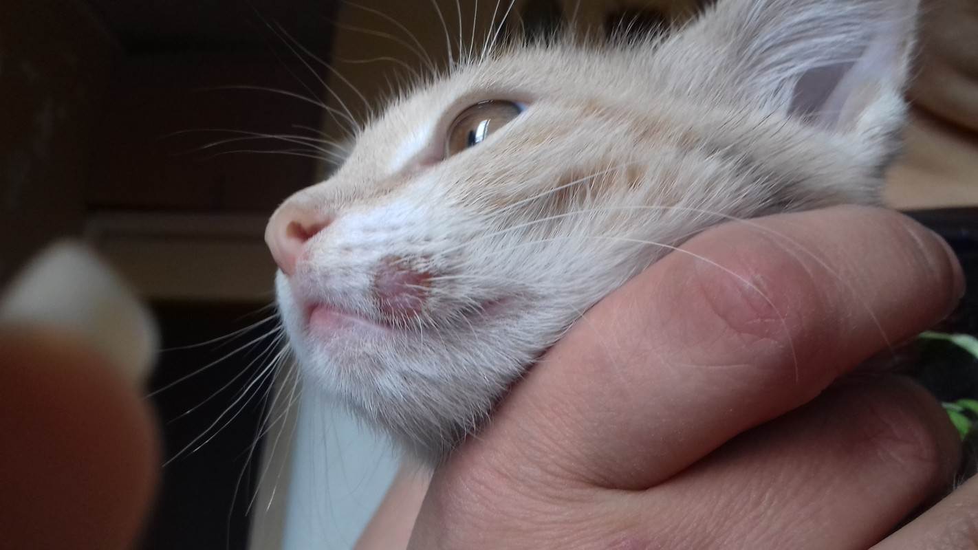 Микроспория у кошек: причины, лечение дома, ветеринарные препараты